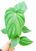 4" Philodendron Peltatum